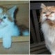 Rubble, The &Quot;World'S Oldest Cat&Quot; Celebrated His 30Th Birthday This Year - World Of Buzz 1