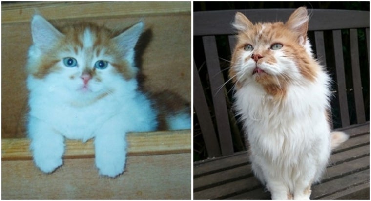 Rubble, The &Quot;World'S Oldest Cat&Quot; Celebrated His 30Th Birthday This Year - World Of Buzz 1