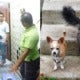 Selayang Council Seized 3 Pedigree Cats &Amp; A Chihuahua For Nuisance After Residents Filed Complaint - World Of Buzz