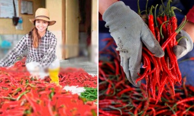 Single Mother Quits Her Day Job To Plant Chillis, Gets Rm30,000 For Her First Harvest - World Of Buzz