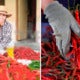 Single Mother Quits Her Day Job To Plant Chillis, Gets Rm30,000 For Her First Harvest - World Of Buzz
