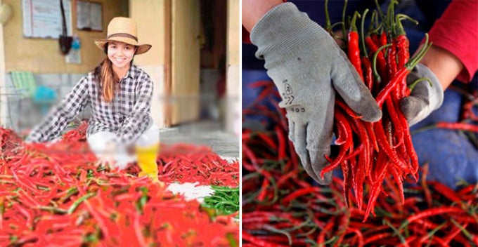 Single Mother Quits Her Day Job to Plant Chillis, Gets RM30,000 For Her First Harvest - WORLD OF BUZZ