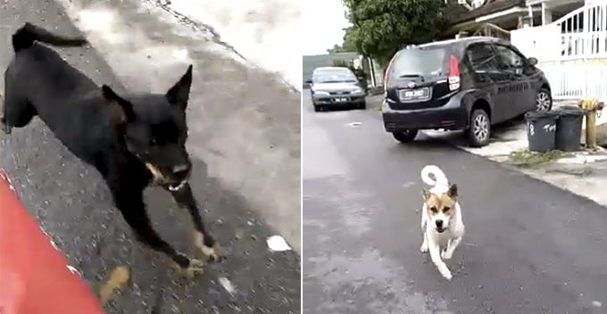 watch how this malaysian postman revenge after getting chased by two dogs world of buzz