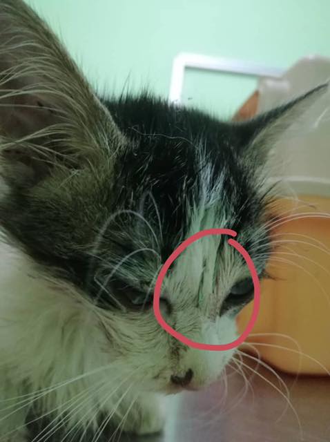 Where's The Humanity? Cat Found Being Stapled All Over Its Body - WORLD OF BUZZ 1