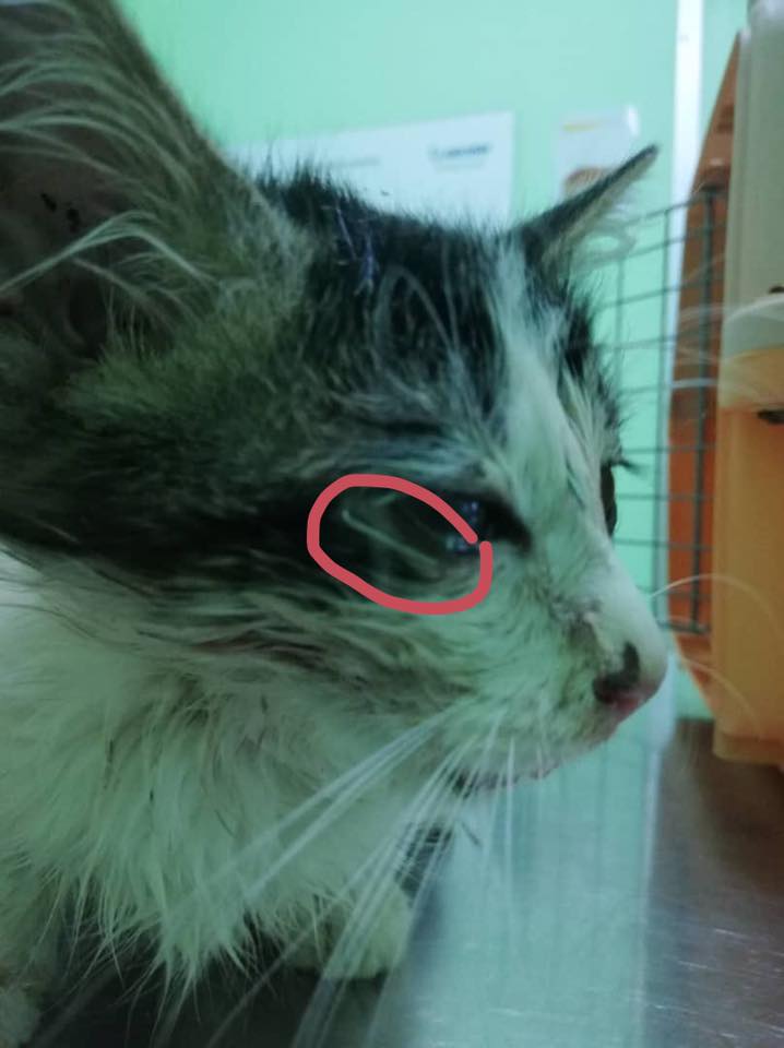 Where's The Humanity? Cat Found Being Stapled All Over Its Body - WORLD OF BUZZ 2