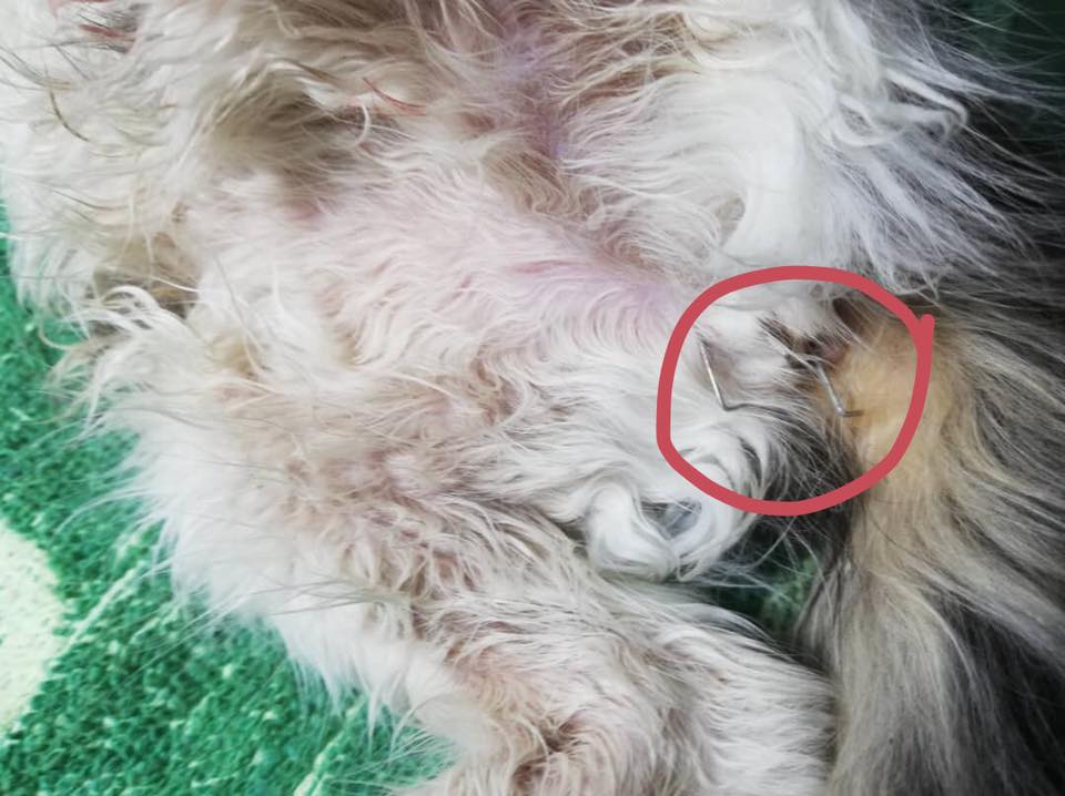 Where's The Humanity? Cat Found Being Stapled All Over Its Body - WORLD OF BUZZ 3