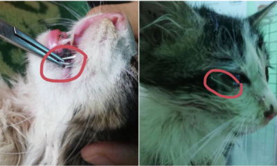 Where'S The Humanity? Cat Found Being Stapled All Over Its Body - World Of Buzz 7