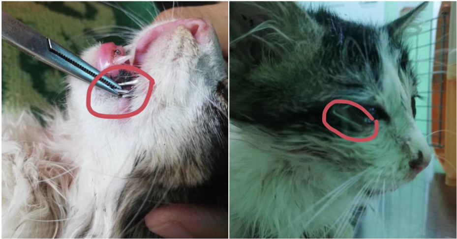 Where's The Humanity? Cat Found Being Stapled All Over Its Body - WORLD OF BUZZ 7