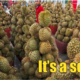 155 People Lost Rm3.1Mil In Musang King Investment Plan Scam - World Of Buzz
