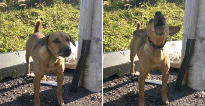 Abandoned Dog Faithfully Waits For Owner Even After Attacked By Strays At Night In Taiping World Of Buzz 2