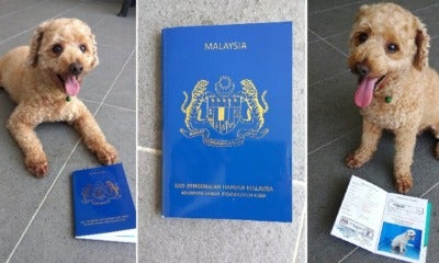 Did You Know That You Can Register For A Malaysian Animal Identification Card For Pets? - World Of Buzz 5