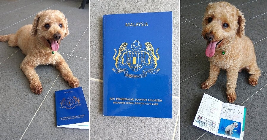 Did You Know That You Can Register for a Malaysian Animal Identification Card For Pets? - WORLD OF BUZZ 5