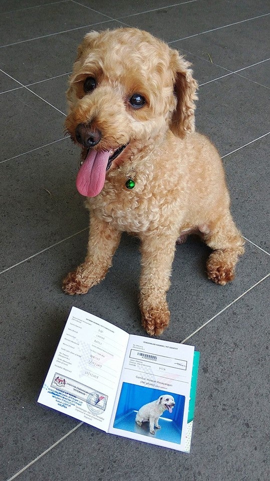 Did You Know That You Can Register for a Malaysian Animal Identification Card For Pets? - WORLD OF BUZZ