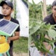 Four M'Sian Graduates Quit Their Jobs To Plant Chillis, Set To Earn Rm60,000 On First Harvest - World Of Buzz