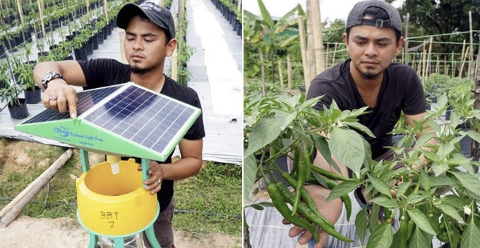 Four M'sian Graduates Quit Their Jobs To Plant Chillis, Set To Earn RM60,000 On First Harvest - WORLD OF BUZZ