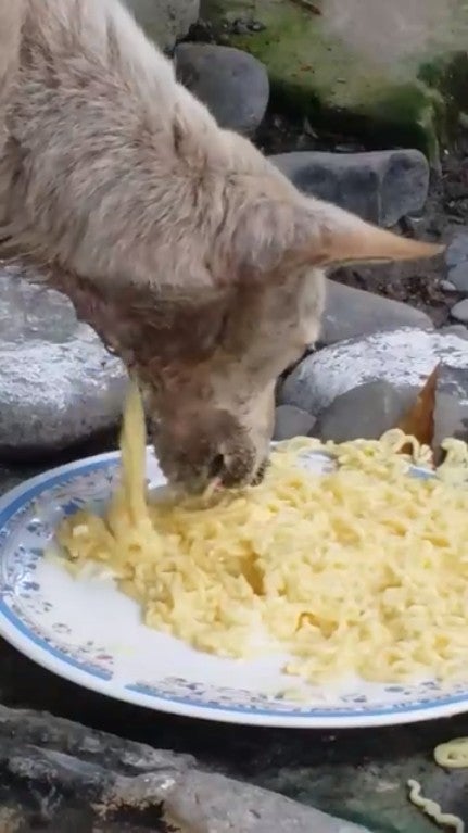 Heartbreaking Video Shows Stray Dog Eating Noodles But Food Keeps Falling Out Of Hole In Neck - World Of Buzz 1