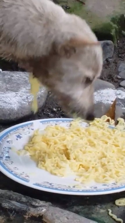 Heartbreaking Video Shows Stray Dog Eating Noodles But Food Keeps Falling Out Of Hole In Neck - World Of Buzz 2
