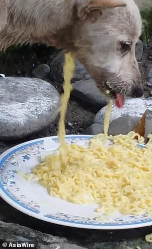 Heartbreaking Video Shows Stray Dog Eating Noodles But Food Keeps Falling Out Of Hole In Neck - World Of Buzz 3