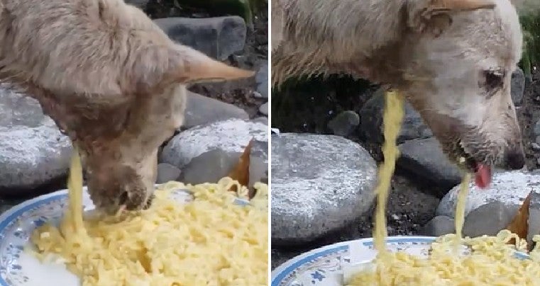 Heartbreaking Video Shows Stray Dog Eating Noodles But Food Keeps Falling Out Of Hole In Neck - World Of Buzz 4