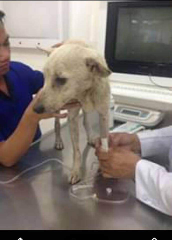 Heartbreaking Video Shows Stray Dog Eating Noodles But Food Keeps Falling Out Of Hole In Neck - World Of Buzz
