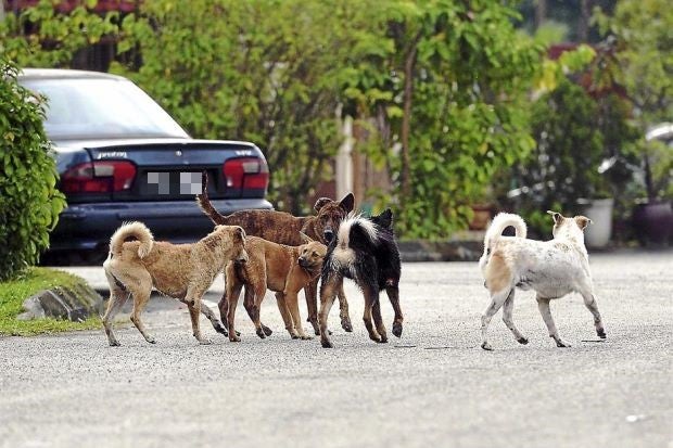 Johor Assemblyman Suggests Selling Stray Dogs to South Korea's Dog Meat Market - WORLD OF BUZZ 1