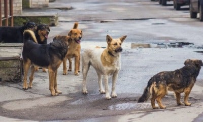 Johor Assemblyman Suggests Selling Stray Dogs To South Korea'S Dog Meat Market - World Of Buzz 2