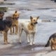 Johor Assemblyman Suggests Selling Stray Dogs To South Korea'S Dog Meat Market - World Of Buzz 2