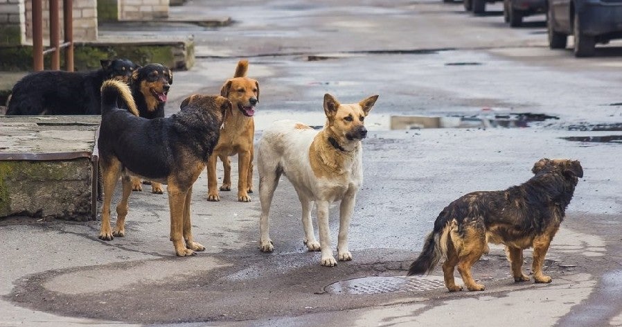 Johor Assemblyman Suggests Selling Stray Dogs to South Korea's Dog Meat Market - WORLD OF BUZZ 2