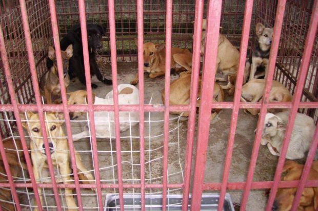 Johor Assemblyman Suggests Selling Stray Dogs to South Korea's Dog Meat Market - WORLD OF BUZZ