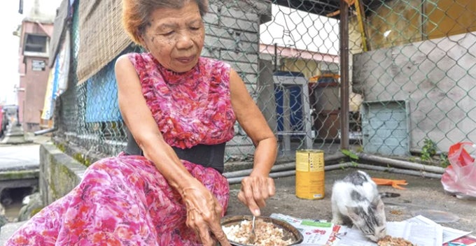Loving Woman Tirelessly Feeds Strays Everyday In Seremban And Cleans Up After Them - World Of Buzz