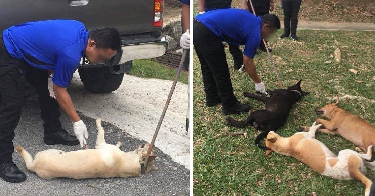 seremban stray dogs caught and euthanised publicly on streets netizens outraged world of buzz 9