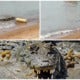 Tourists Unfazed By Crocs In Kuala Sungai Baru, Melaka - World Of Buzz