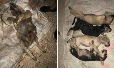 Cruel People Are Torturing Stray Dogs To Death In Selayang By Poisoning, Burning &Amp; Chopping Them - World Of Buzz