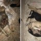 Cruel People Are Torturing Stray Dogs To Death In Selayang By Poisoning, Burning &Amp; Chopping Them - World Of Buzz