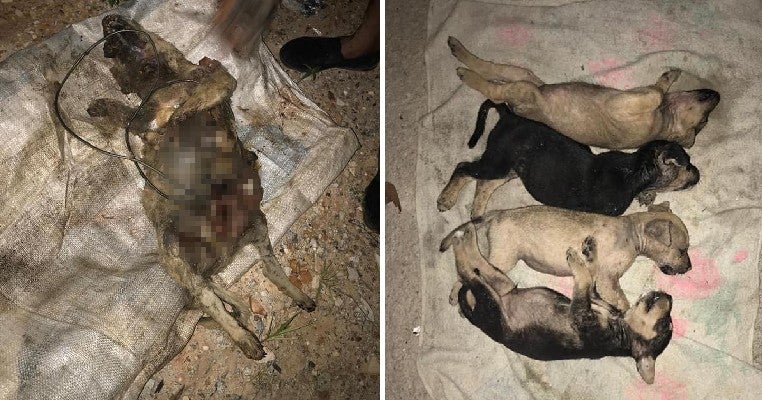 Cruel People Are Torturing Stray Dogs to Death in Selayang By Poisoning, Burning & Chopping Them - WORLD OF BUZZ