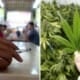 A Carton Of Cigarettes Is Much More Harmful Than 200G Of Marijuana, Forum Calls For Change In Malaysian Laws - World Of Buzz 6