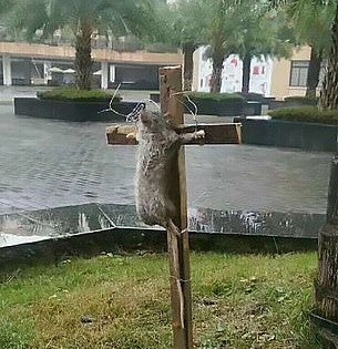 Image result for rat crucified and burned