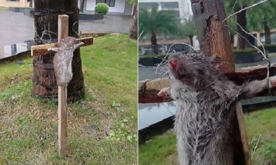 Chinese Student Crucifies Rat For Eating His Pet Turtle - World Of Buzz 3