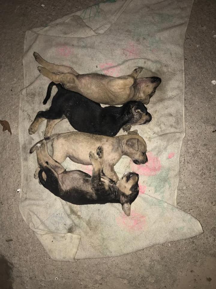 Cruel People Are Torturing Stray Dogs to Death in Selayang By Poisoning, Burning, Drowning & Chopping Them - WORLD OF BUZZ 1