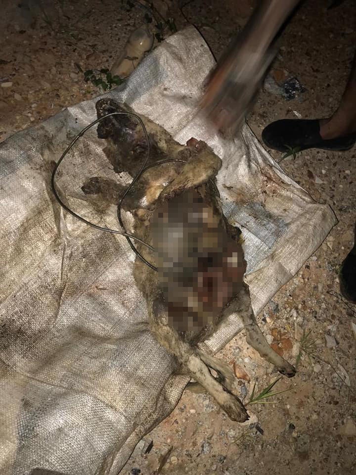 Cruel People Are Torturing Stray Dogs to Death in Selayang By Poisoning, Burning, Drowning & Chopping Them - WORLD OF BUZZ 3