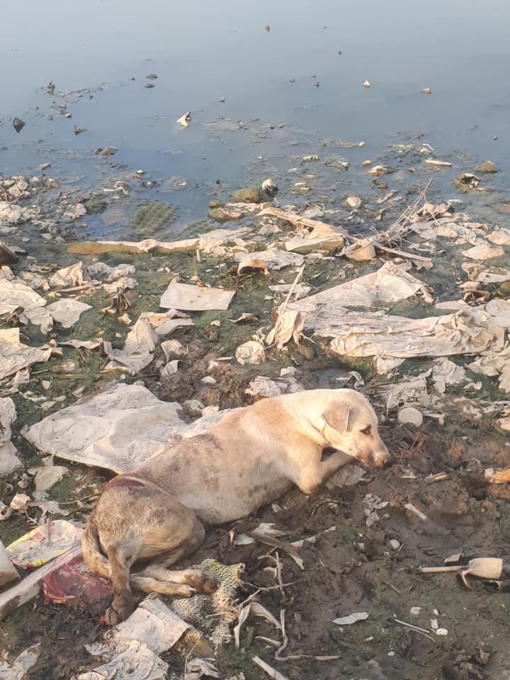Cruel People In Selayang Are Torturing Stray Dogs To Death By Poisoning, Burning, Drowning &Amp; Chopping Them - World Of Buzz