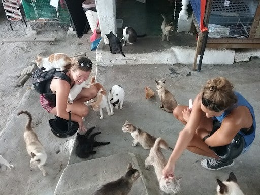 foreign girls with cats