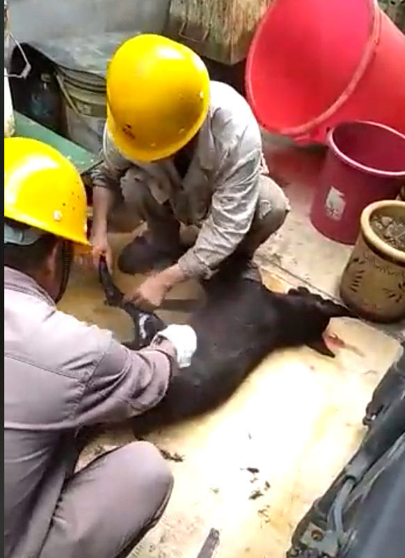 Foreign Workers In Kuantan Factory Allegedly Torturing And Slaughtering A Dog - WORLD OF BUZZ 1