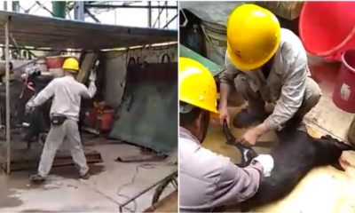 Foreign Workers In Kuantan Factory Allegedly Torturing And Slaughtering A Dog - World Of Buzz 4
