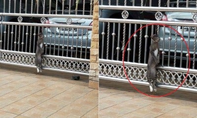 M'Sian Man Shares How His Cat Was Brutally Hung To Death By Cruel Neighbour - World Of Buzz