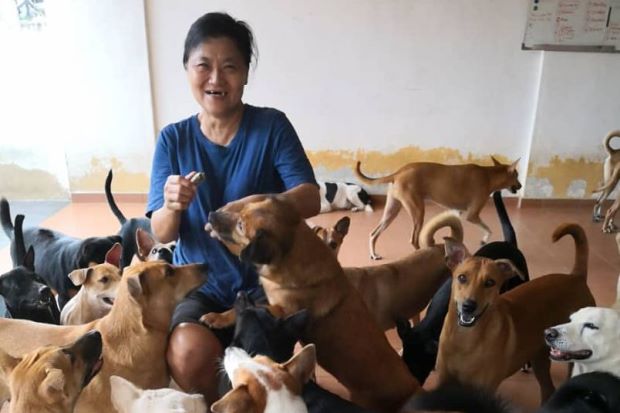 Here's How You Can Help The Canine Shelter "Malaysian Dogs Deserve Better" - WORLD OF BUZZ 1