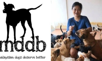 Here'S How You Can Help The Canine Shelter &Quot;Malaysian Dogs Deserve Better&Quot; - World Of Buzz 5