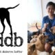 Here'S How You Can Help The Canine Shelter &Quot;Malaysian Dogs Deserve Better&Quot; - World Of Buzz 5