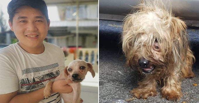Here's How You Can Help The Canine Shelter "Malaysian Dogs Deserve Better" - WORLD OF BUZZ