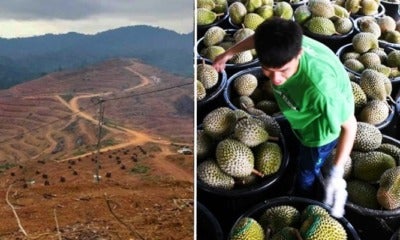 Kelantan'S Been Destroying Orang Asli Lands For Durian Exports To China - World Of Buzz 4